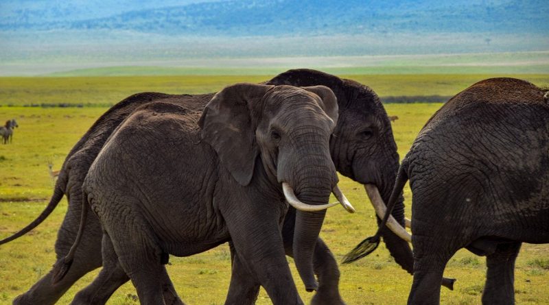 Faire un safari en Tanzanie : Quels sont les grands événements à vivre ?