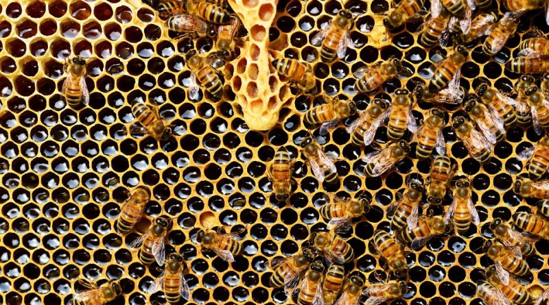 Les bienfaits du parrainage d'une ruche d'abeilles